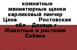 комнатные миниатюрные щенки карликовый пинчер › Цена ­ 4 000 - Ростовская обл., Донецк г. Животные и растения » Собаки   